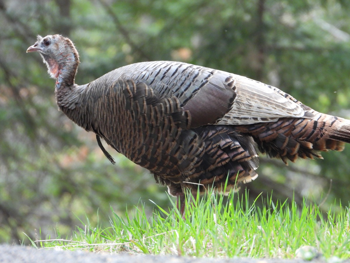 Wild Turkey - Denis Provencher COHL