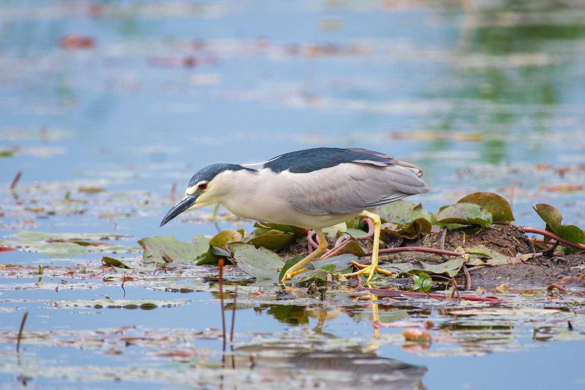 Black-crowned Night Heron - Ansar Ahmad Bhat