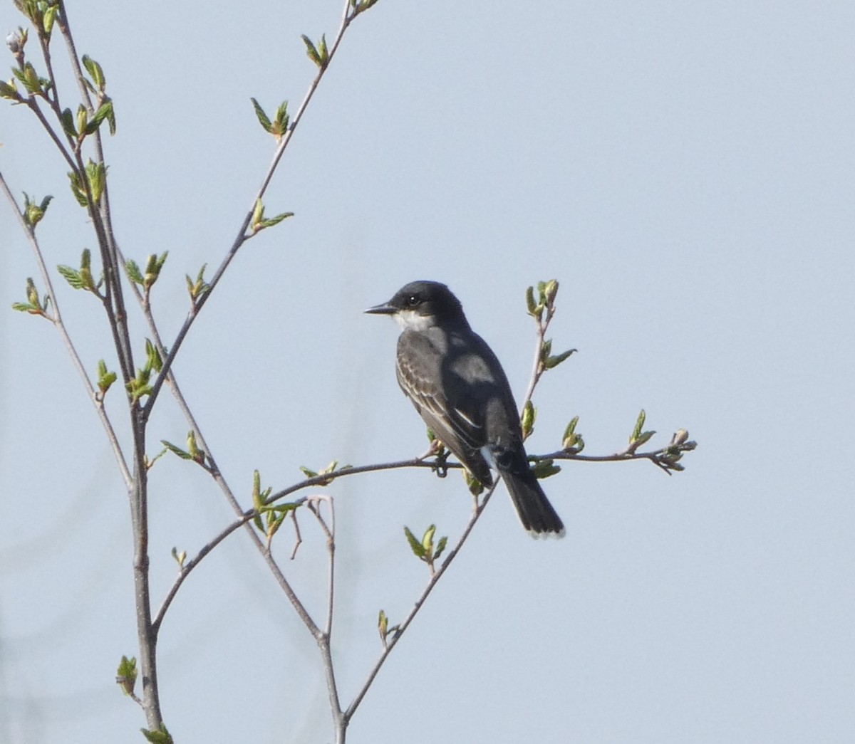 Eastern Kingbird - Sandra Bourque