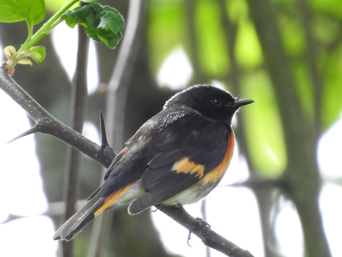 American Redstart - Darlene Cancelliere