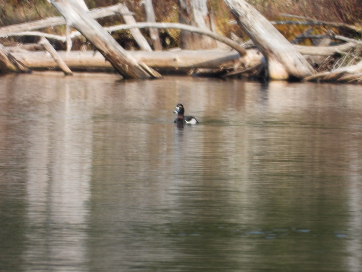 Ring-necked Duck - Denis Provencher COHL