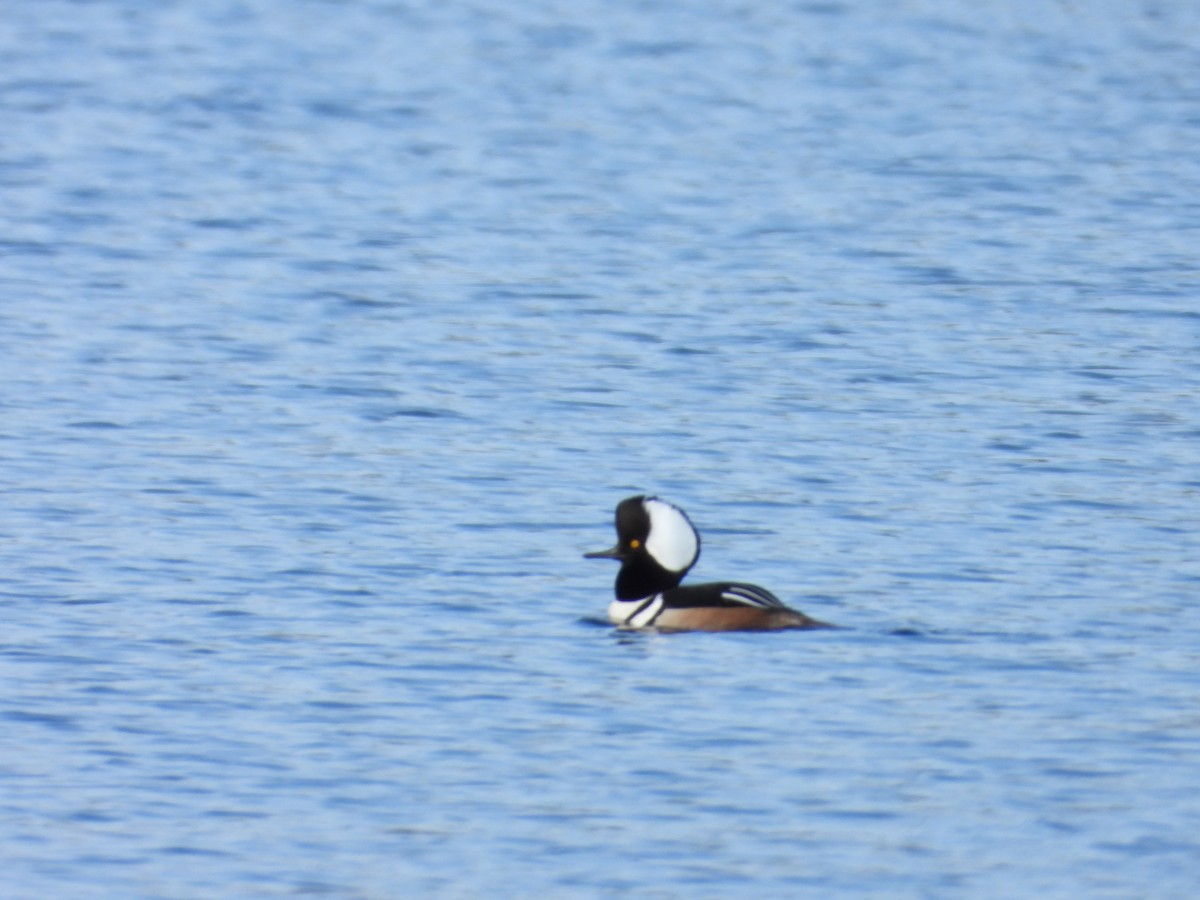 Hooded Merganser - ML619083978