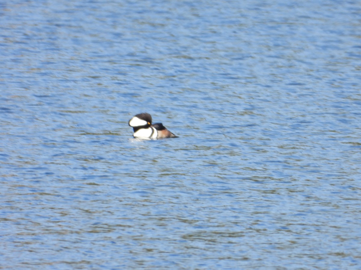 Hooded Merganser - Denis Provencher COHL