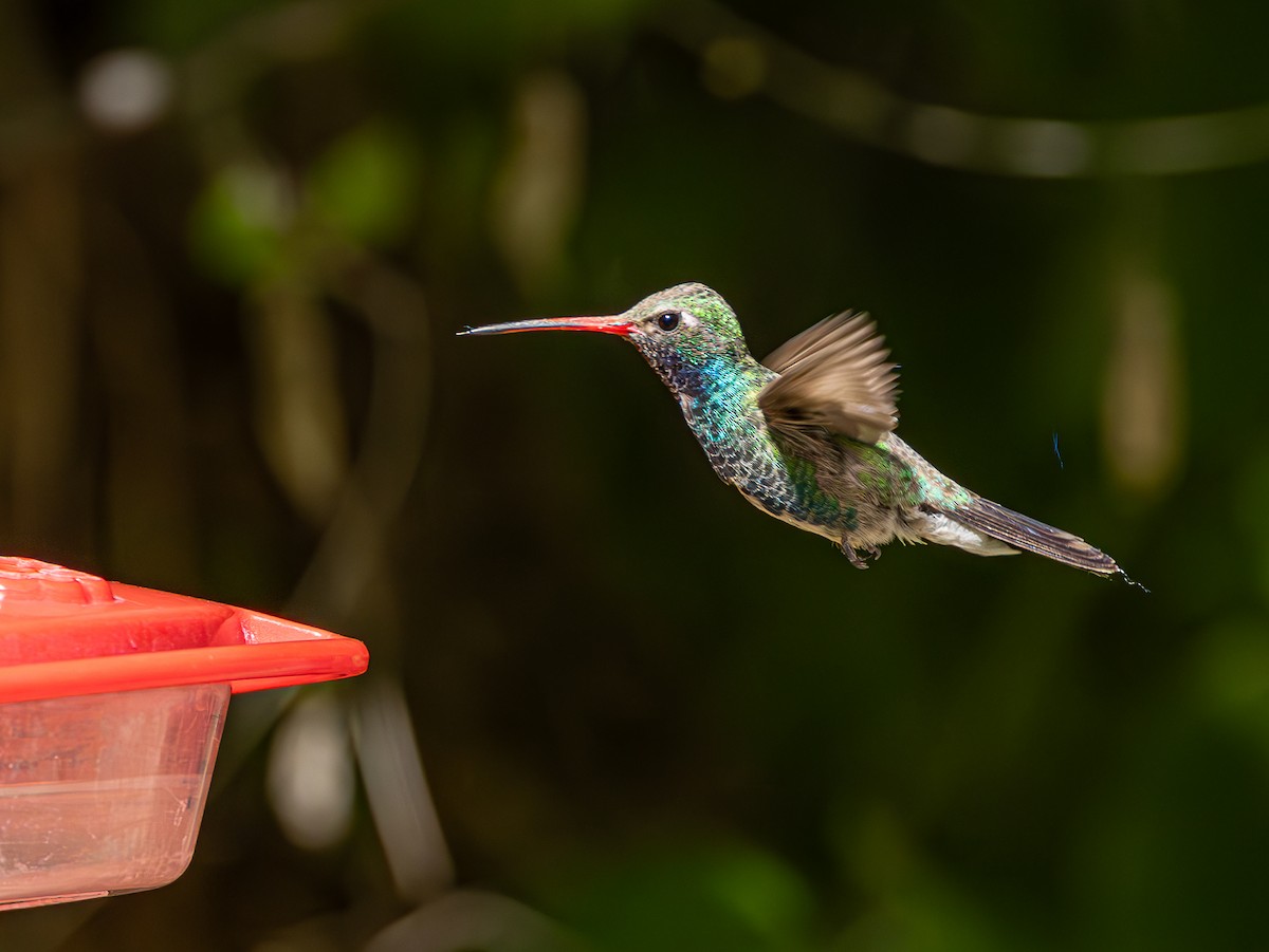 Broad-billed Hummingbird - Betty Stevens