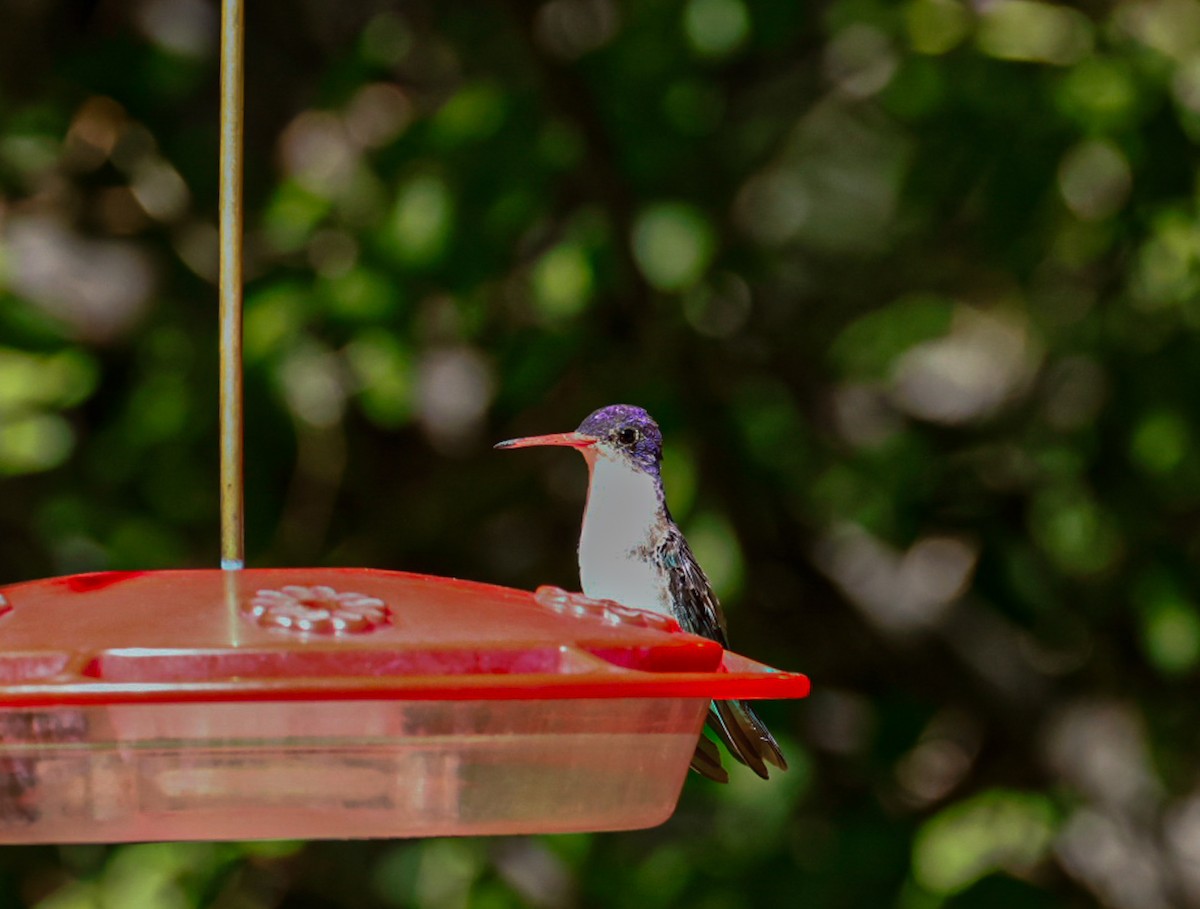 Violet-crowned Hummingbird - Betty Stevens