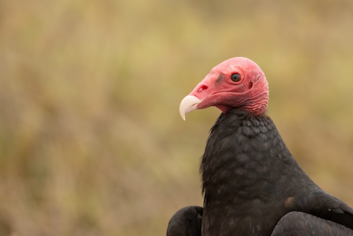 Turkey Vulture - Pablo Andrés Cáceres Contreras