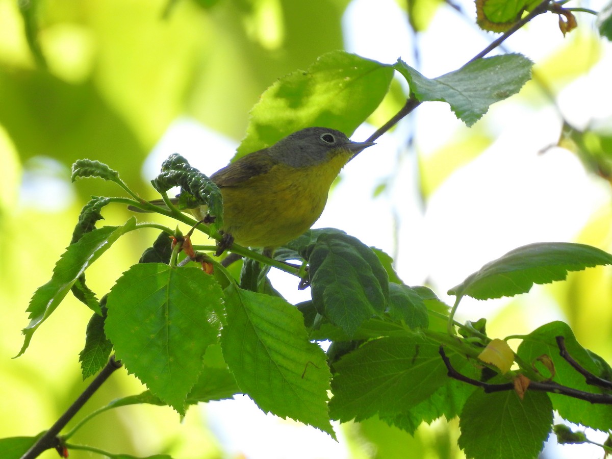 Nashville Warbler - ML619084036