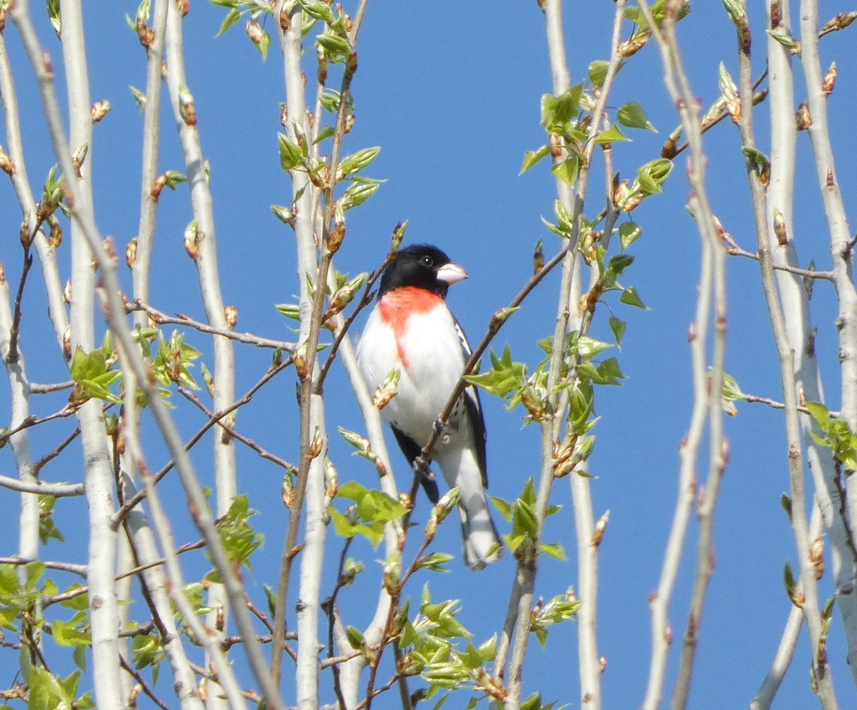 Rose-breasted Grosbeak - Sandra Bourque