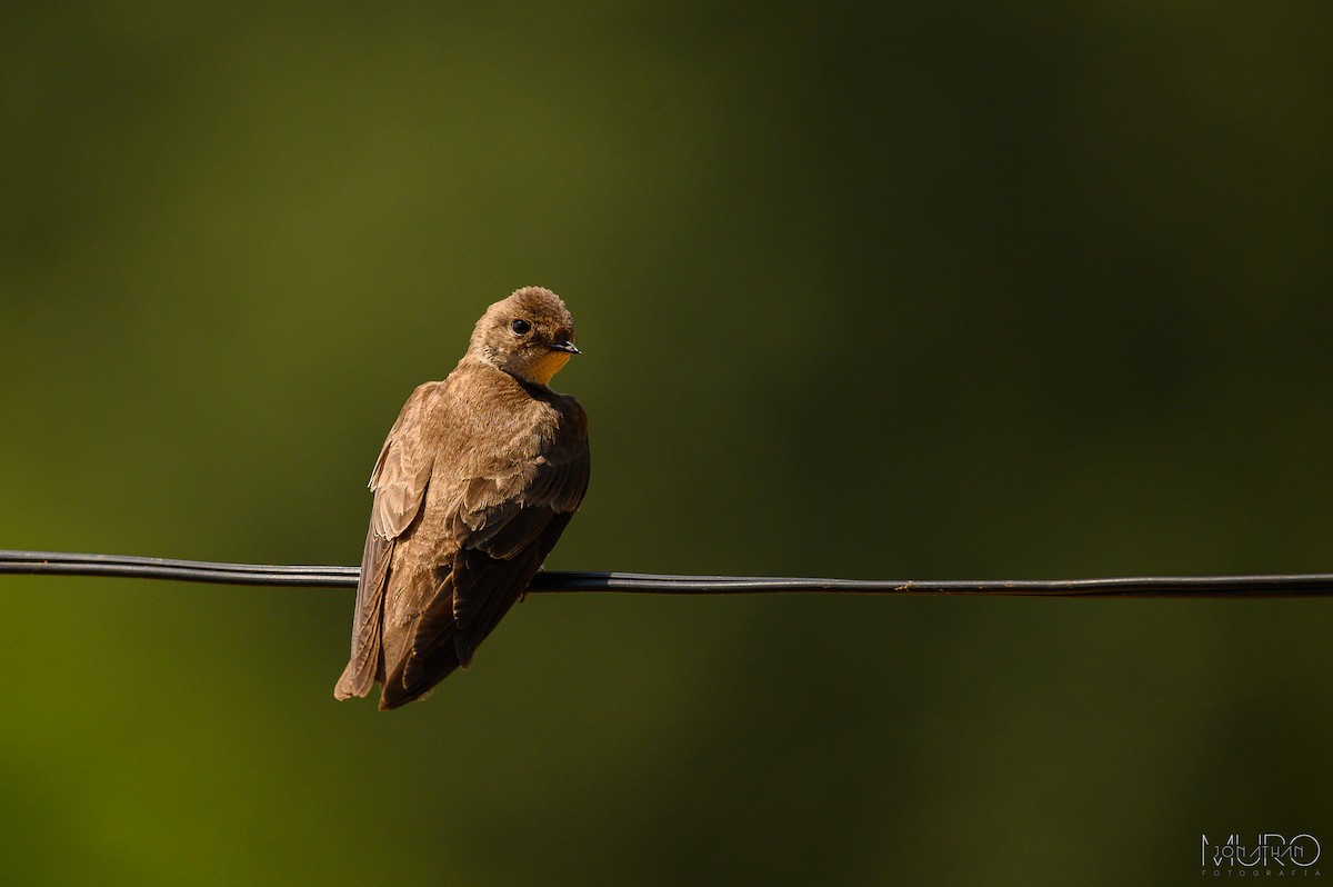 Northern Rough-winged Swallow - Jonathan Muró