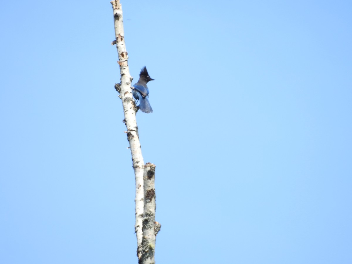 Steller's Jay - Darlene Cancelliere