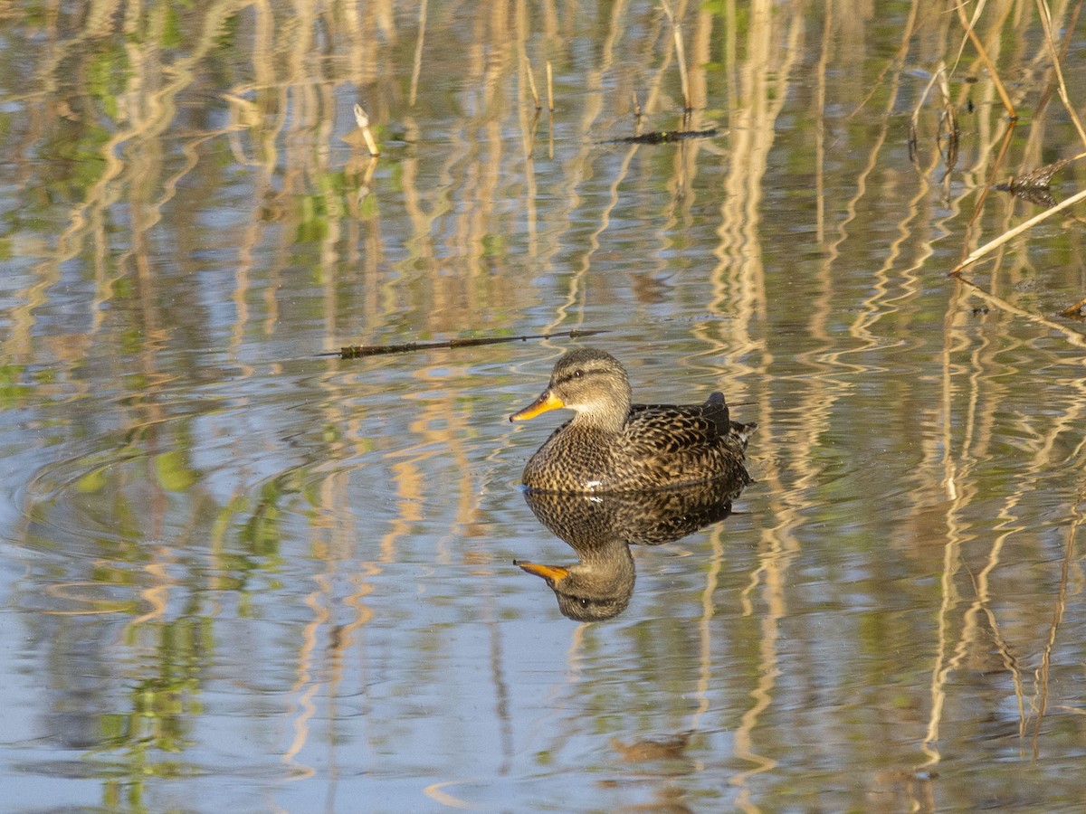 Canard chipeau (strepera) - ML619084072