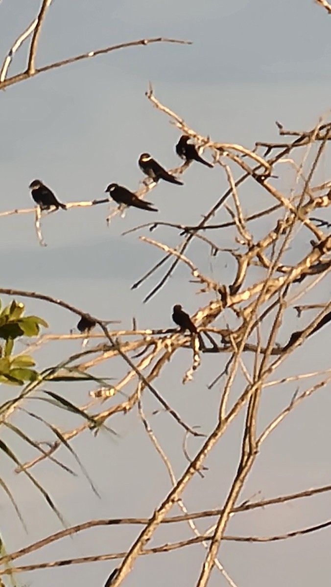 Golondrina/Avión sp. - ML619084095