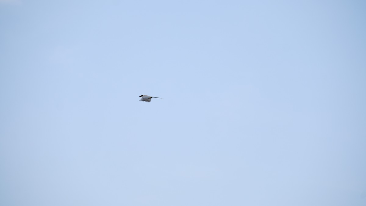 Azure-winged Magpie - YiN LAI