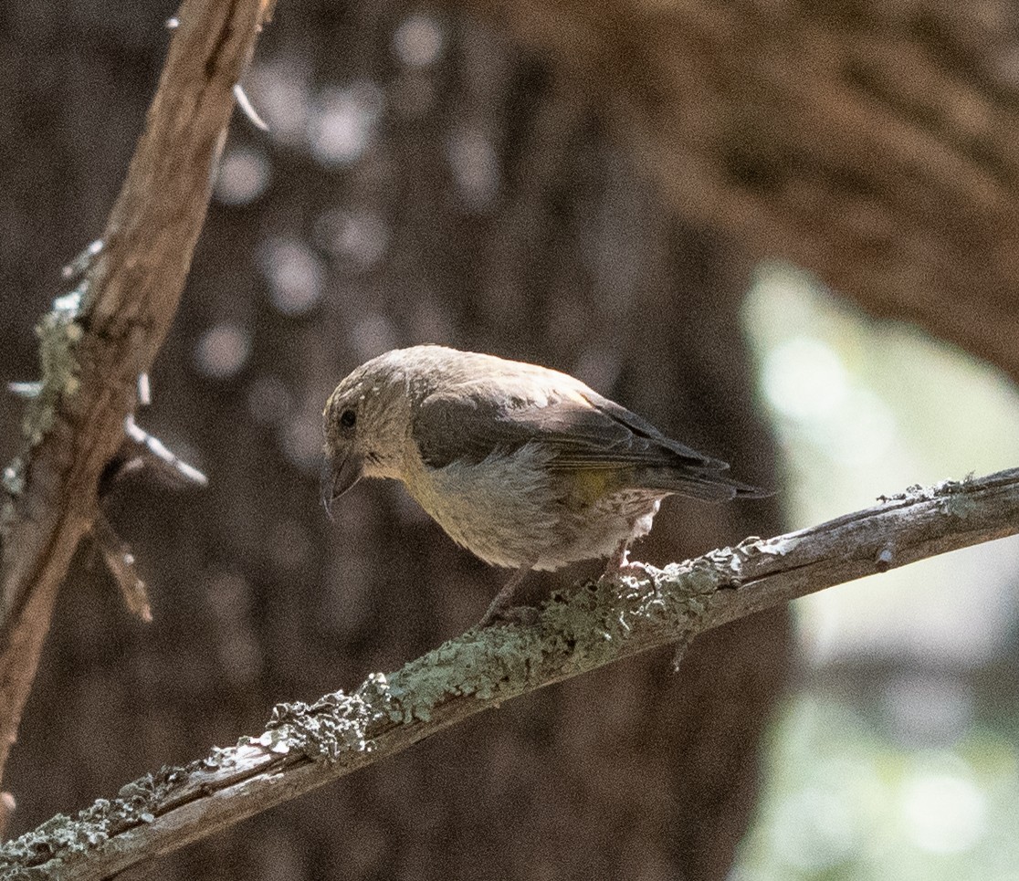 Red Crossbill - Dennis Utterback