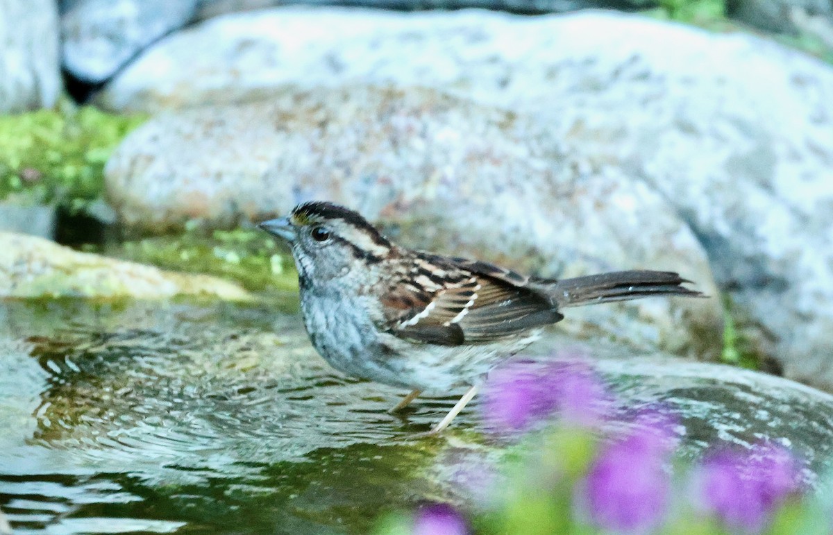 White-throated Sparrow - Kevin Zimmer