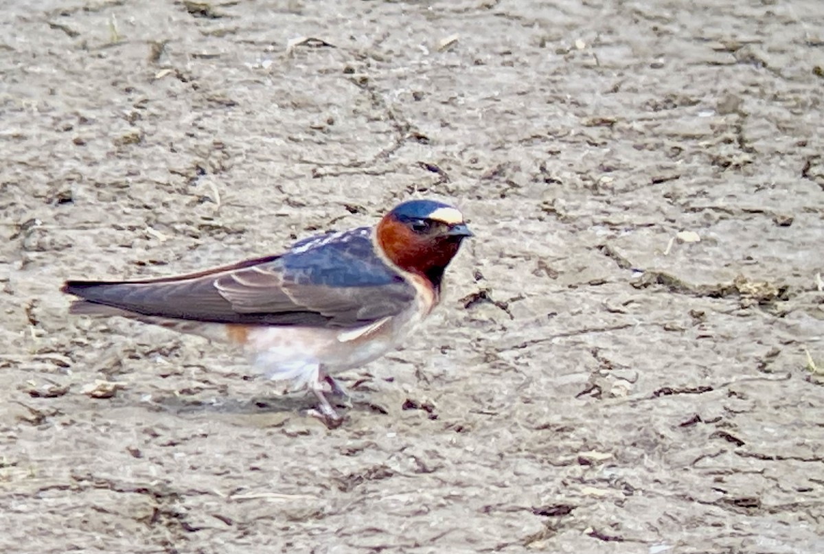 Cliff Swallow - ML619084165