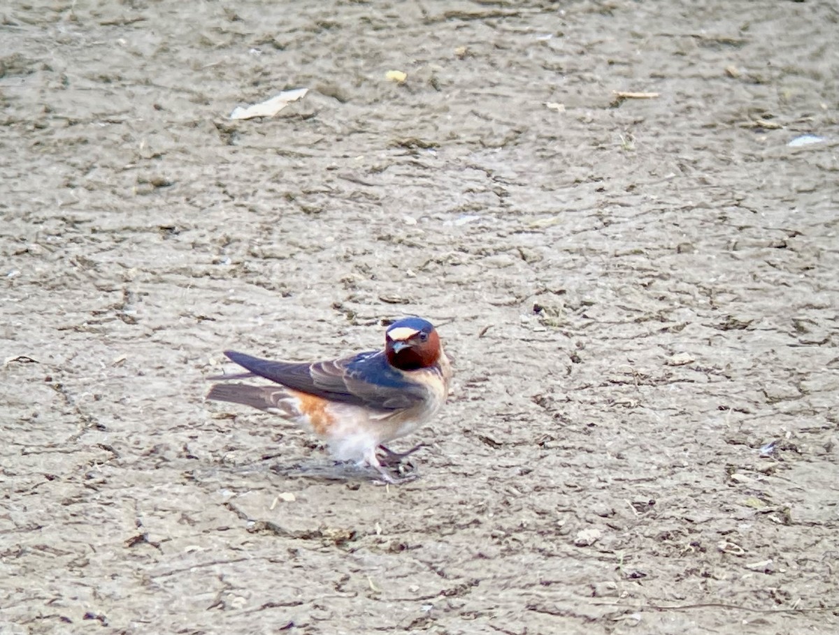 Cliff Swallow - ML619084167