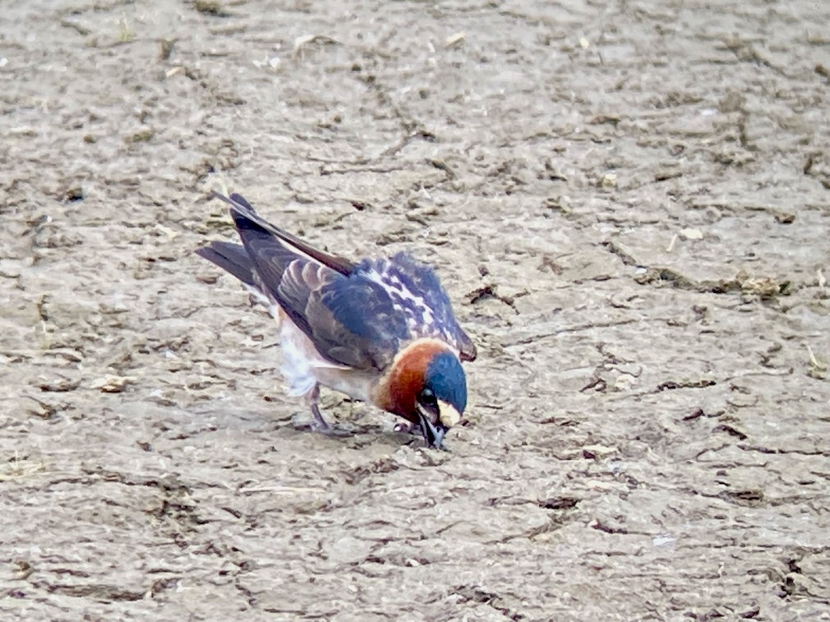 Cliff Swallow - Patty & Kevin 👀👂🏻🦆 McKelvey