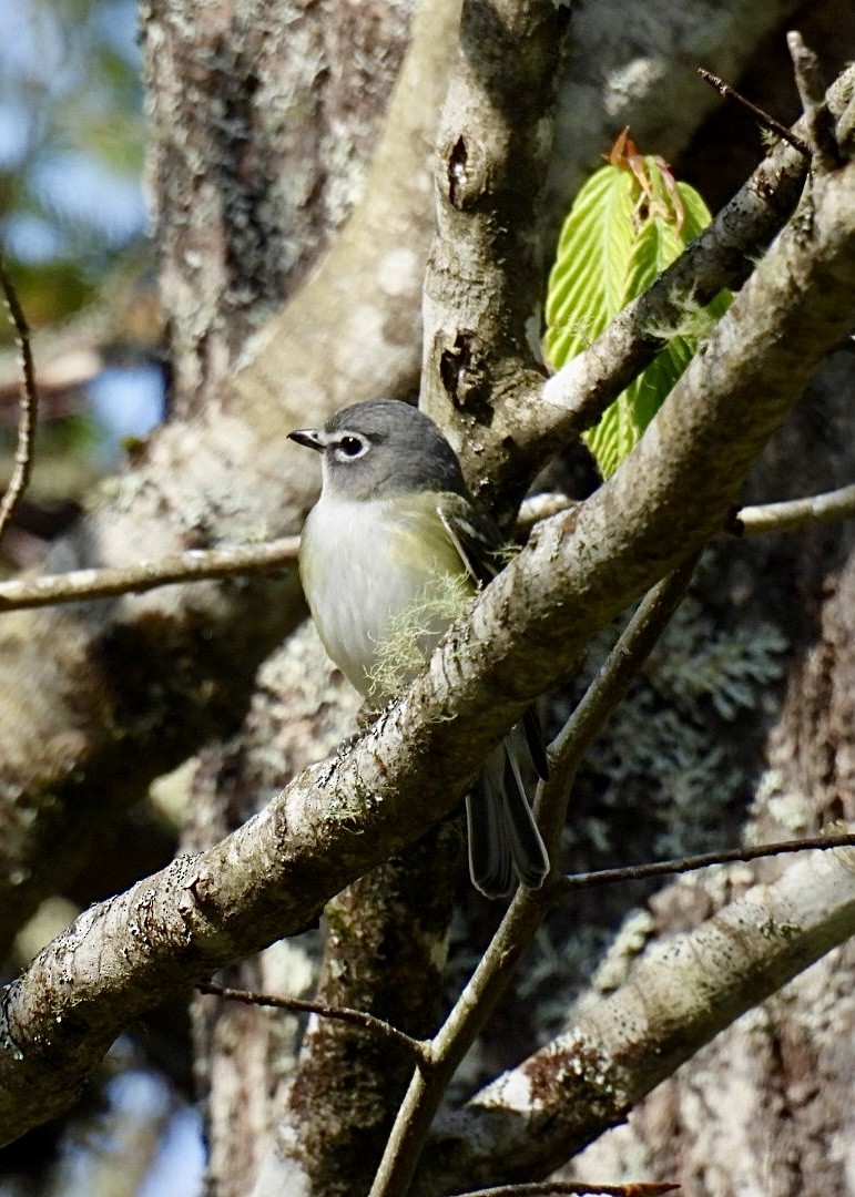 Blue-headed Vireo - Donna Reis