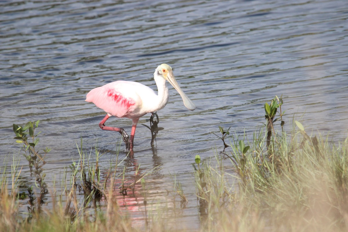 Roseate Spoonbill - Robert Mitchell