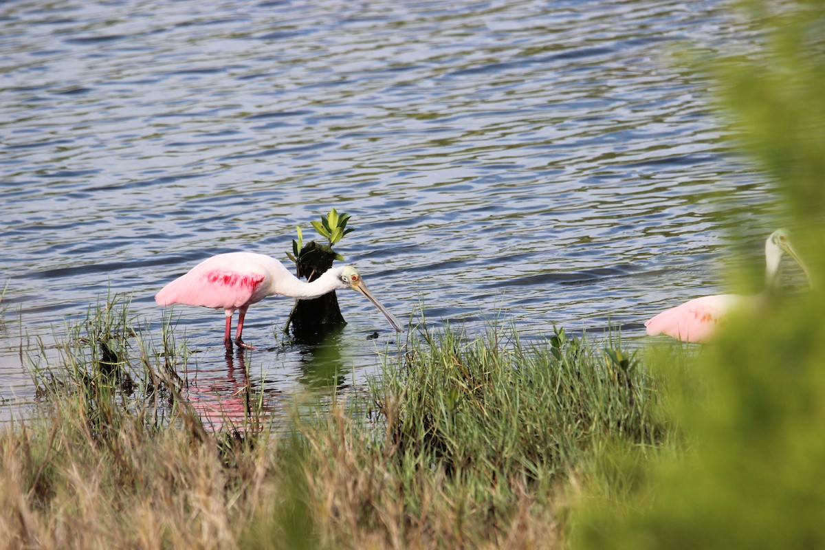 Roseate Spoonbill - Robert Mitchell