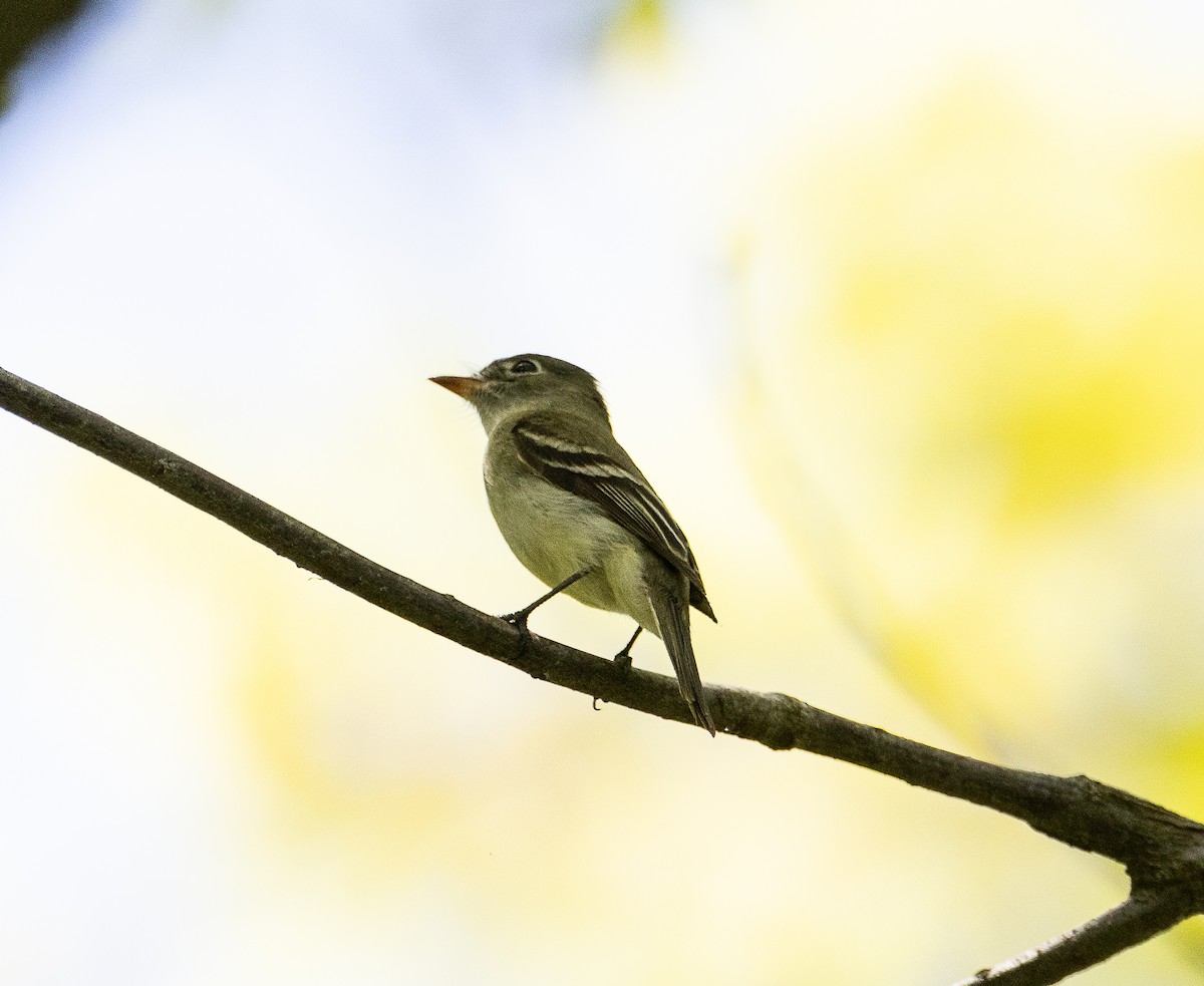 Least Flycatcher - Tom Younkin