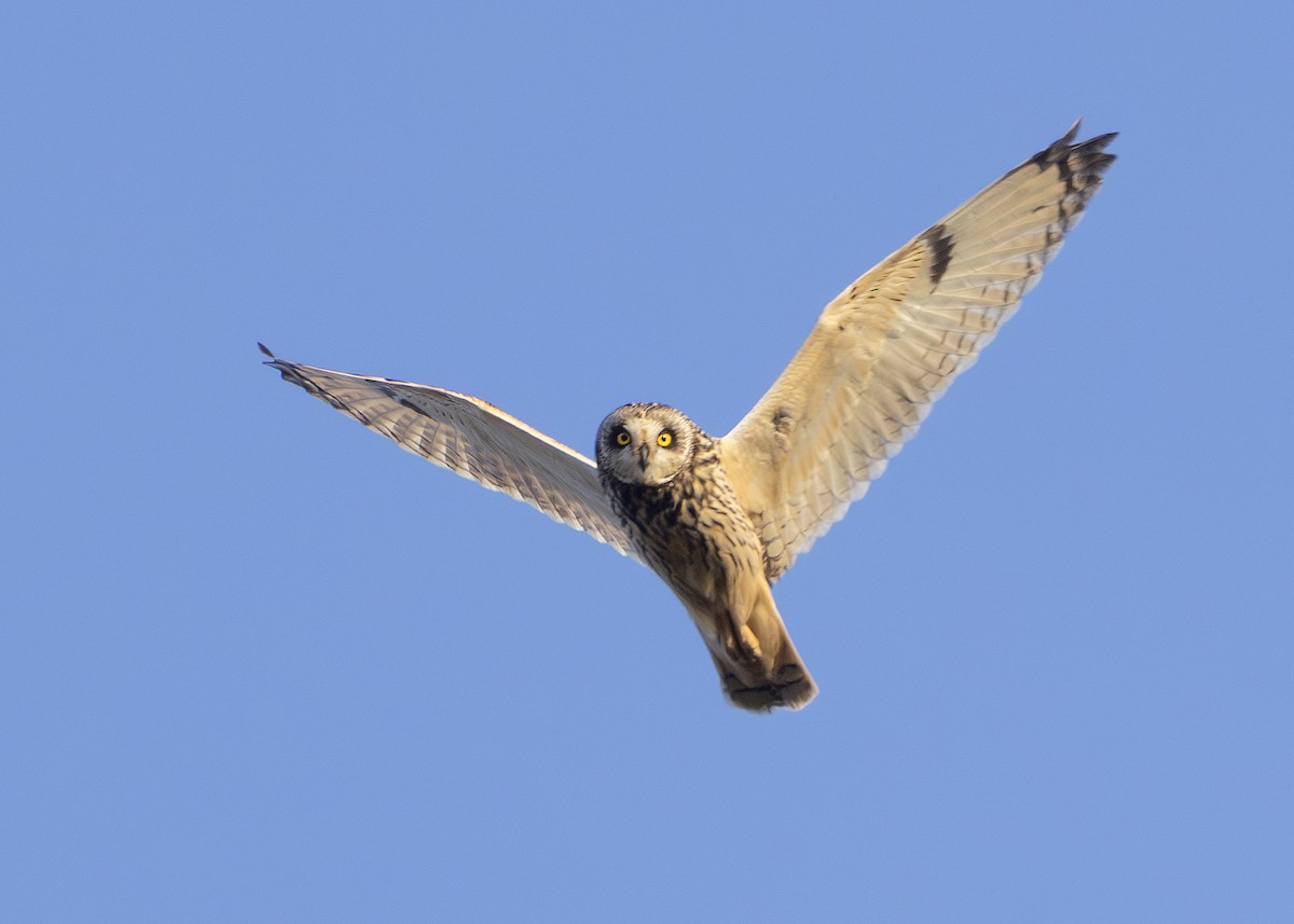 Short-eared Owl (Northern) - ML619084198