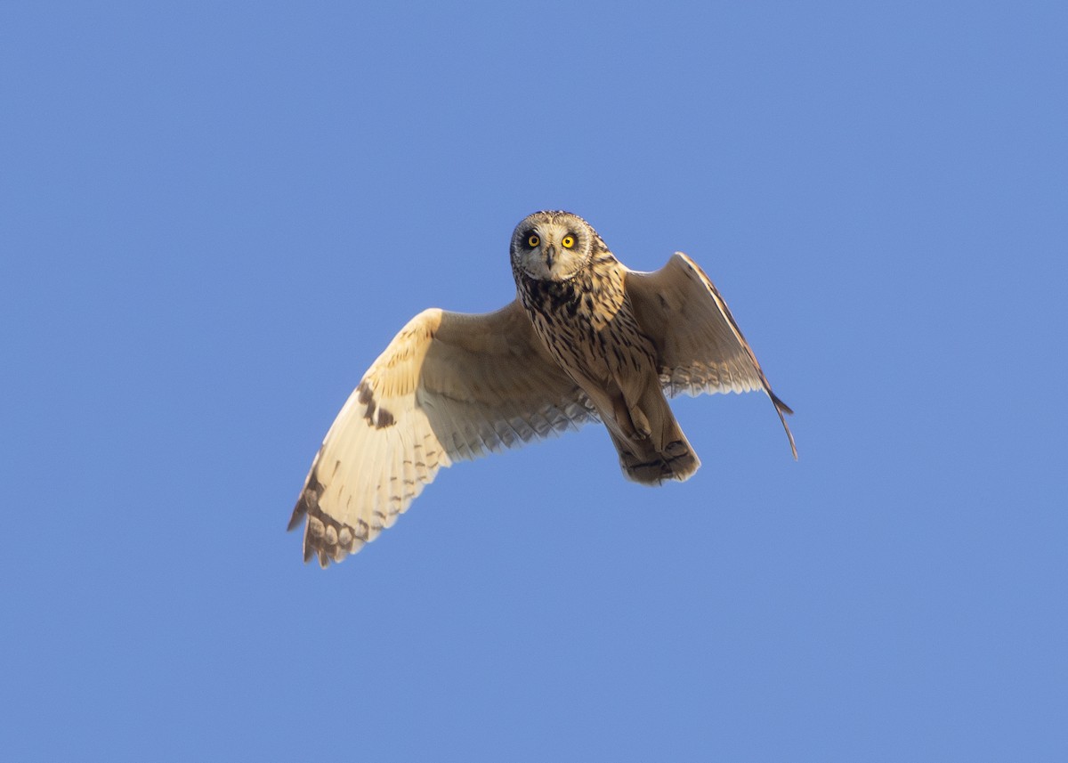 Short-eared Owl (Northern) - ML619084199
