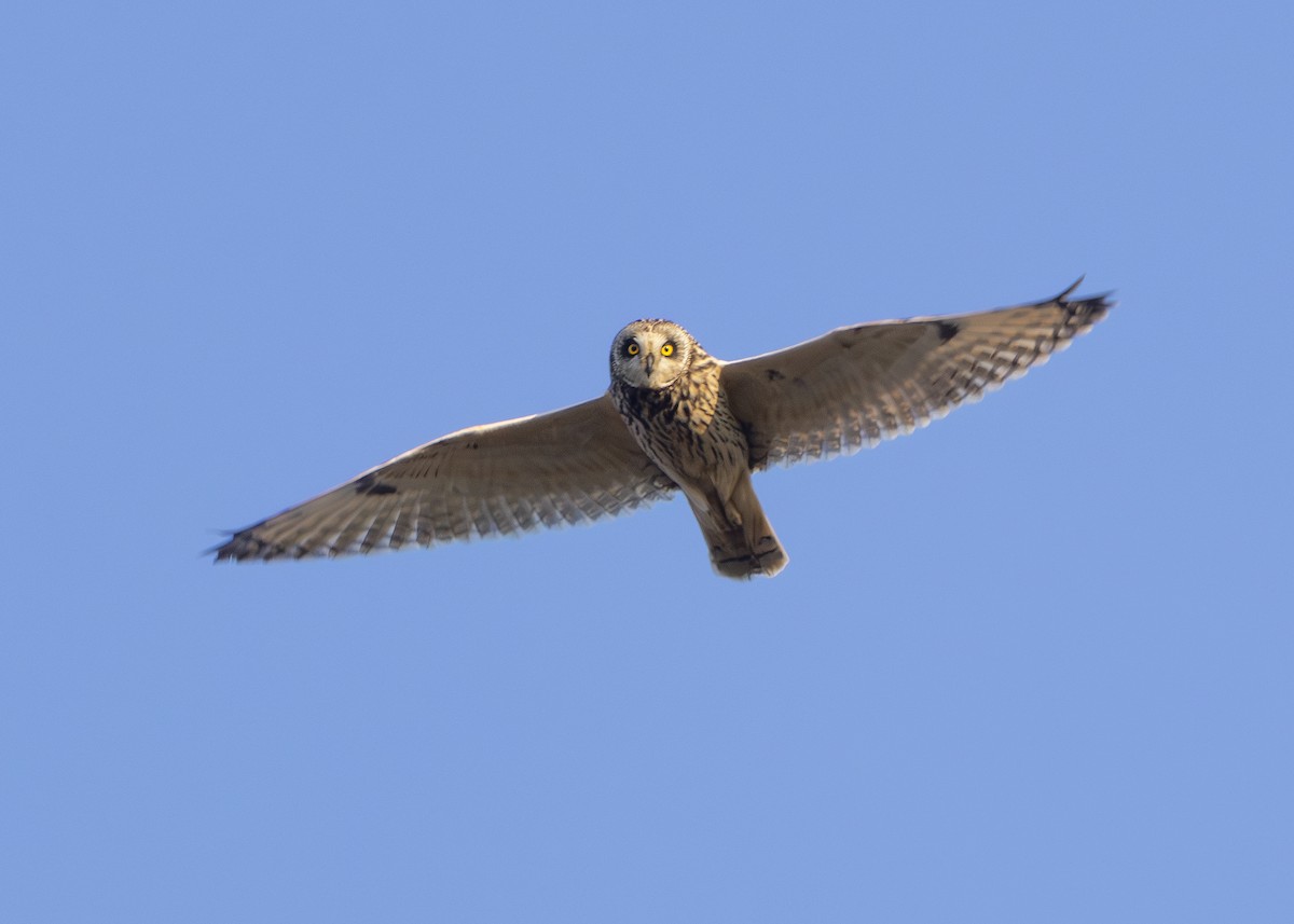 Short-eared Owl (Northern) - Nathaniel Dargue