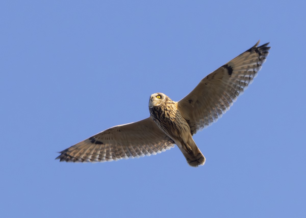 Short-eared Owl (Northern) - Nathaniel Dargue