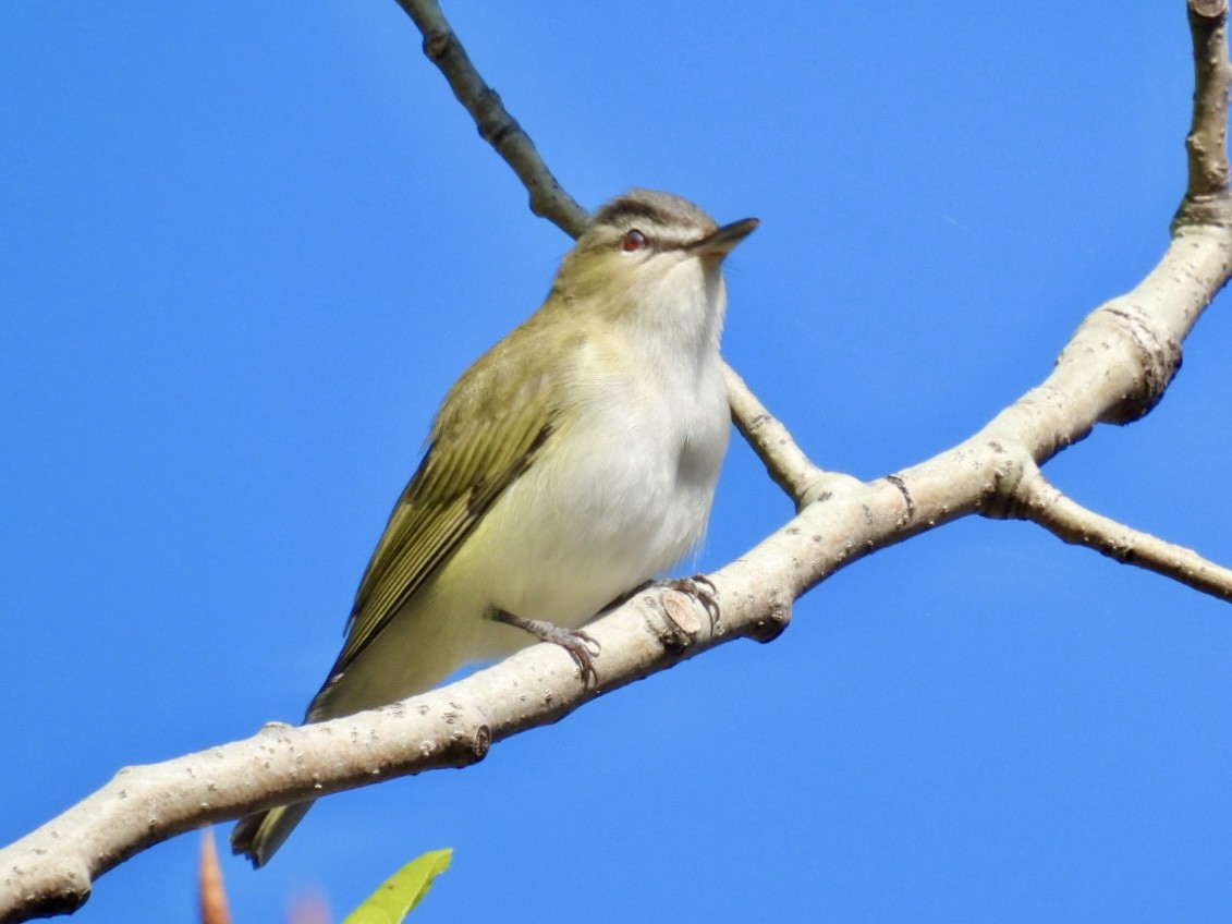 Red-eyed Vireo - Donna Reis