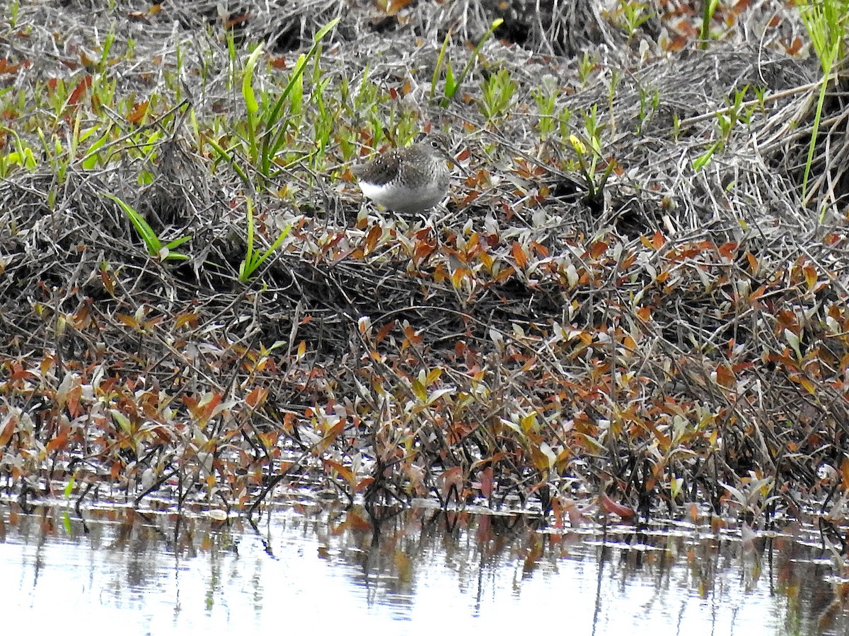 Solitary Sandpiper - ML619084234