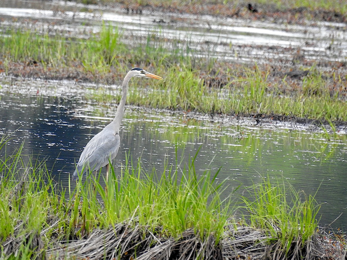 Great Blue Heron - Doug Wipf