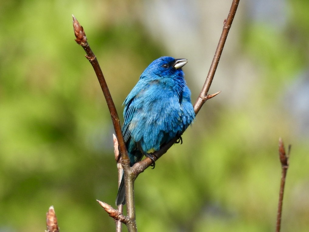 Indigo Bunting - Donna Reis