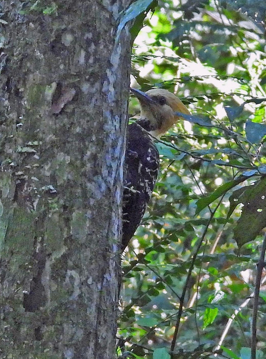 Blond-crested Woodpecker - Hugo Hulsberg