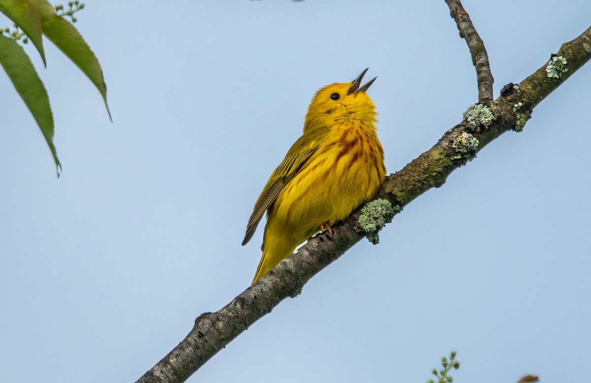 Yellow Warbler - Gale VerHague