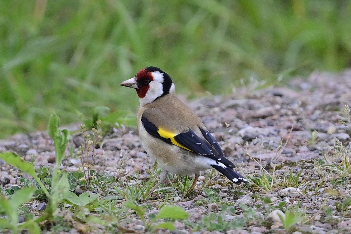 European Goldfinch - ML619084273