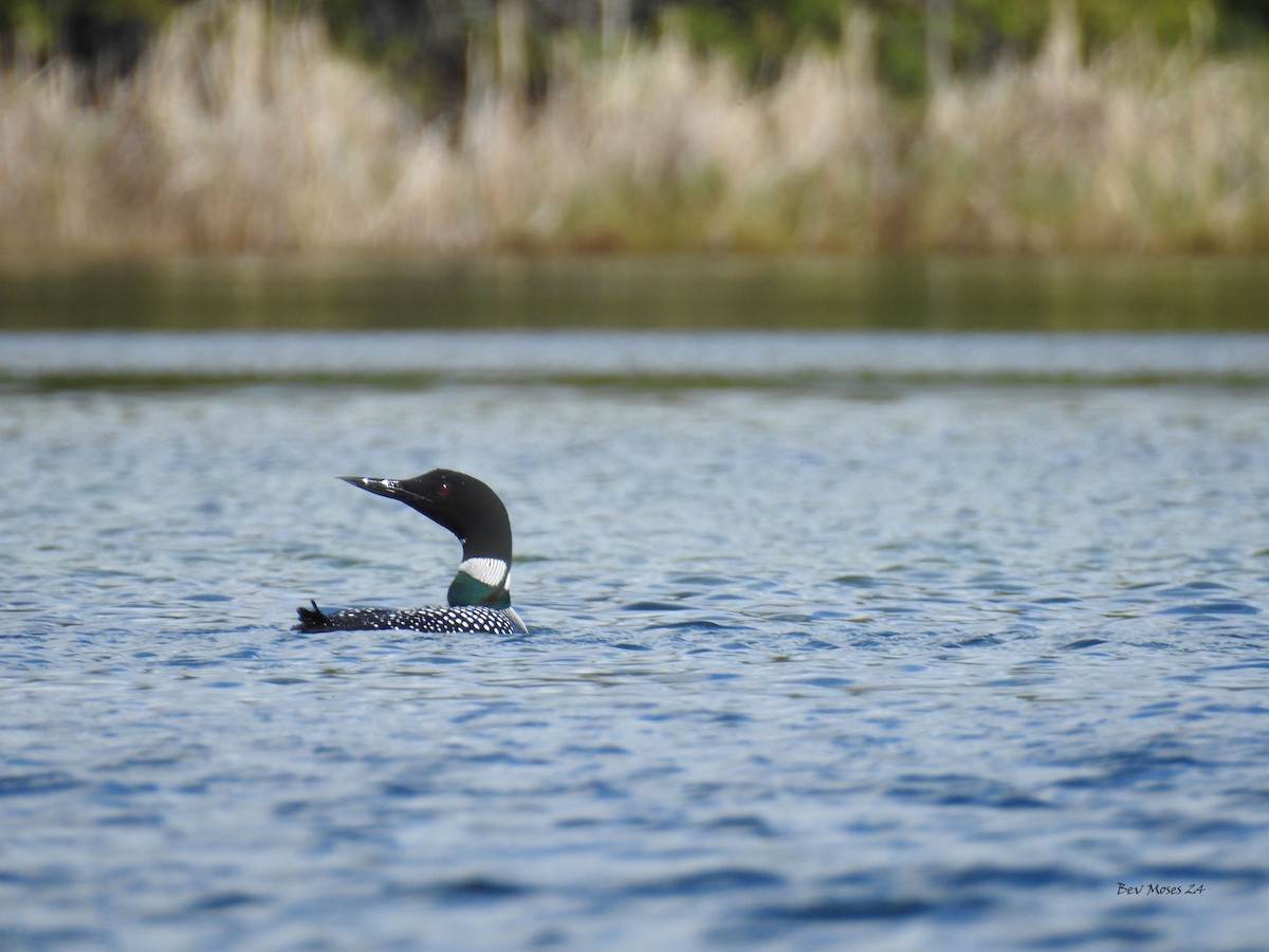 Common Loon - Bev Moses