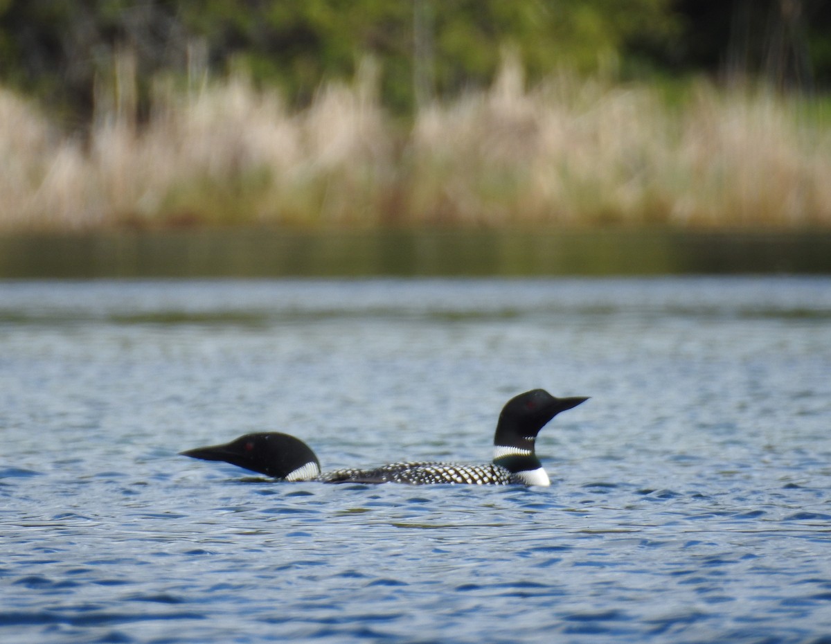 Common Loon - Bev Moses