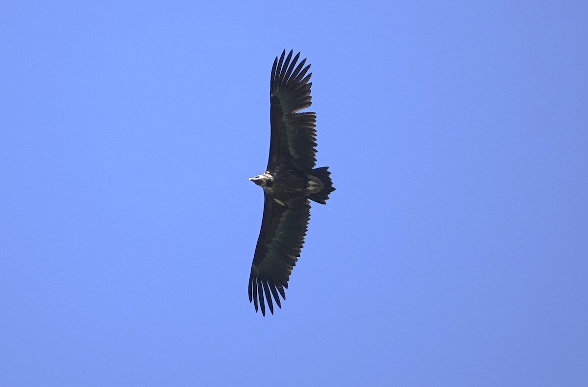 Cinereous Vulture - Edurne Ugarte