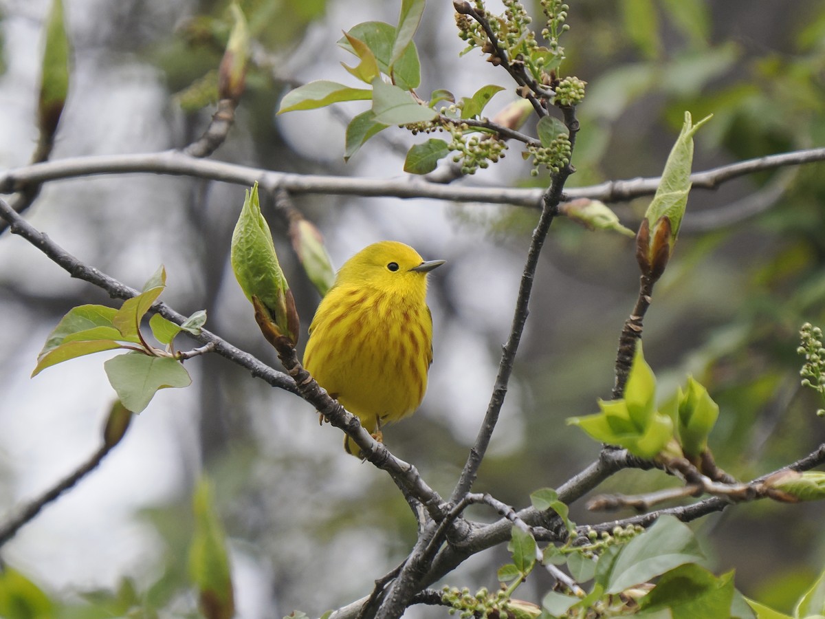 Yellow Warbler - Sue Lentle