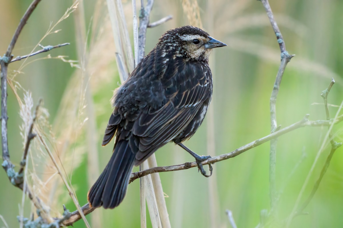 Red-winged Blackbird - Dylan Buell