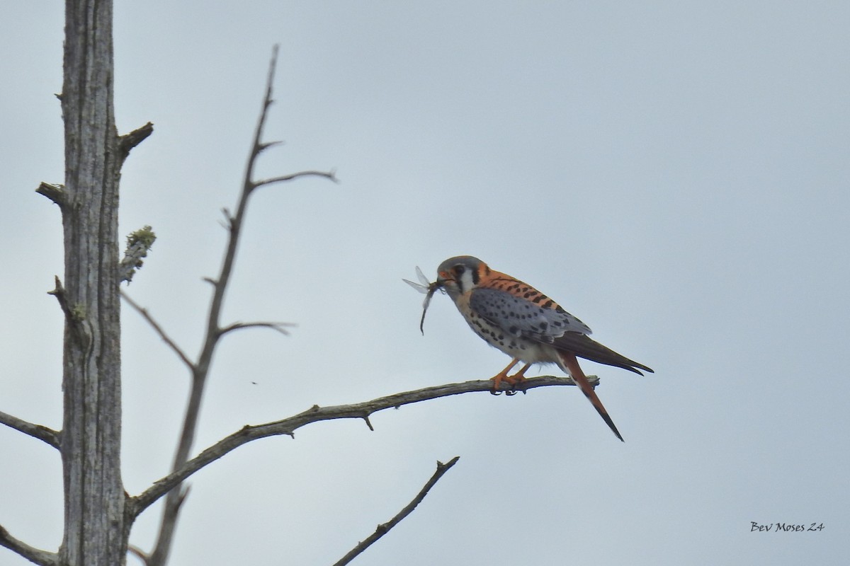 American Kestrel - ML619084309