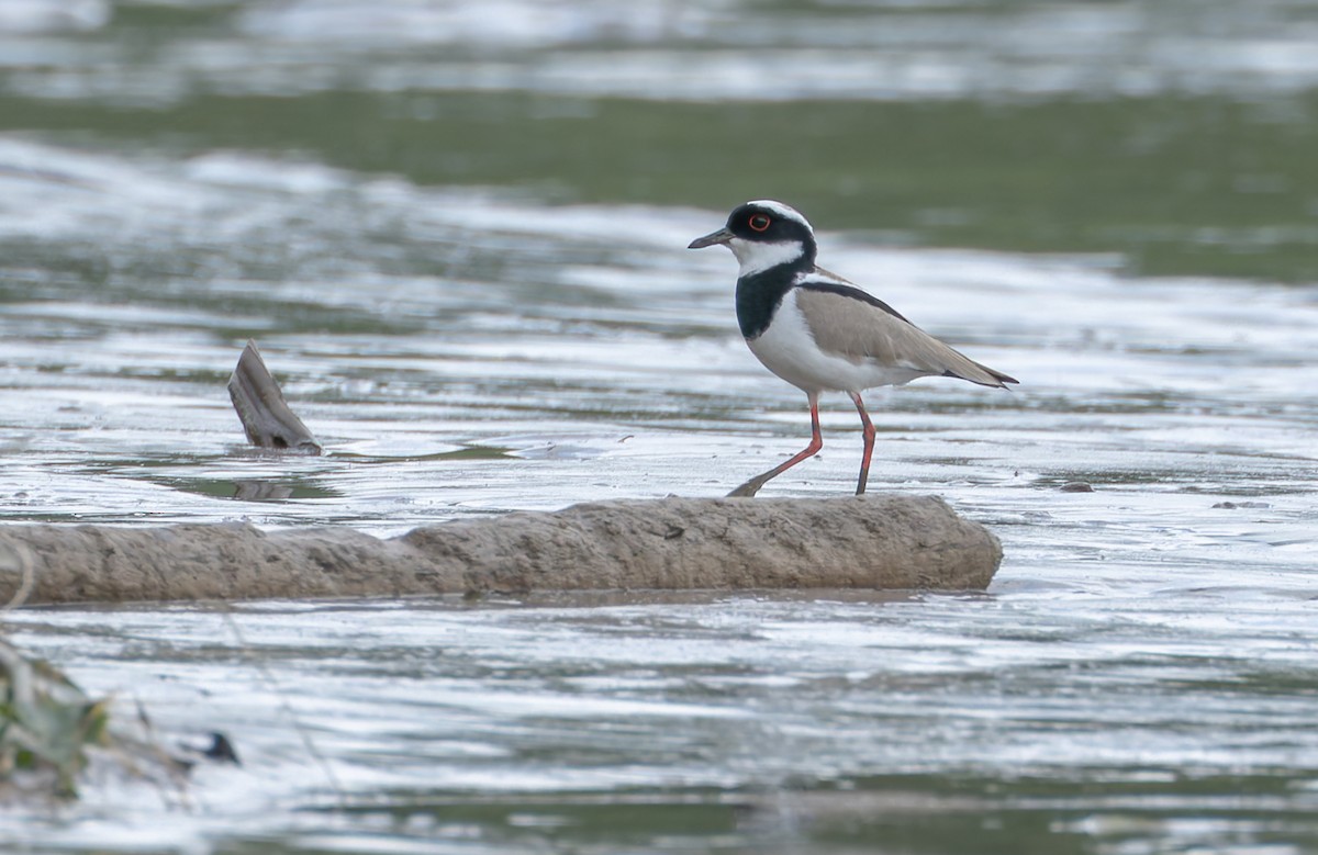 Pied Plover - Joe Aliperti