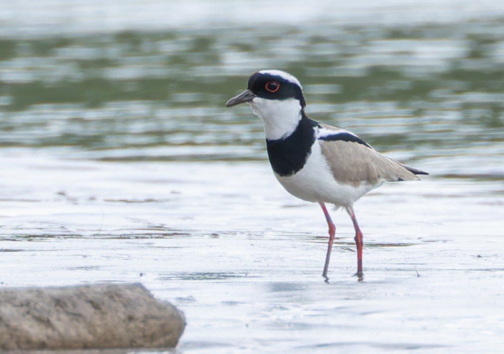 Pied Plover - ML619084317