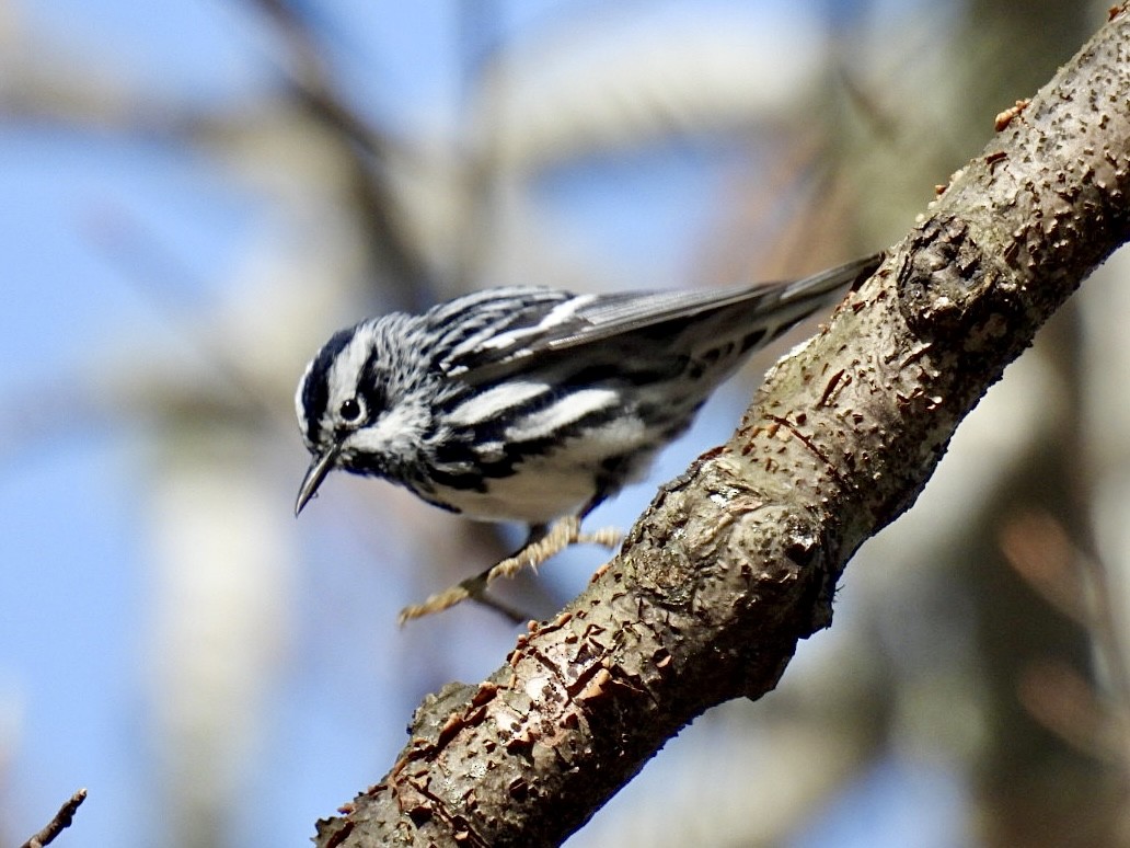 Black-and-white Warbler - ML619084325