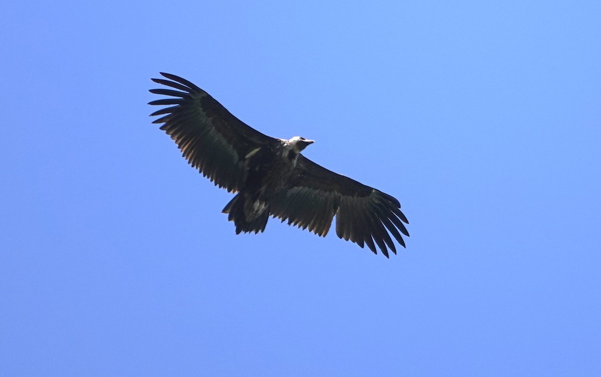 Cinereous Vulture - Edurne Ugarte