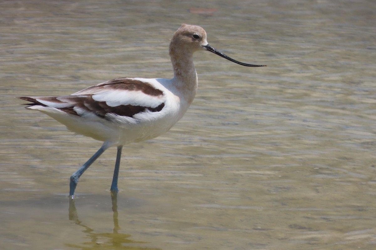 Avoceta Americana - ML619084362