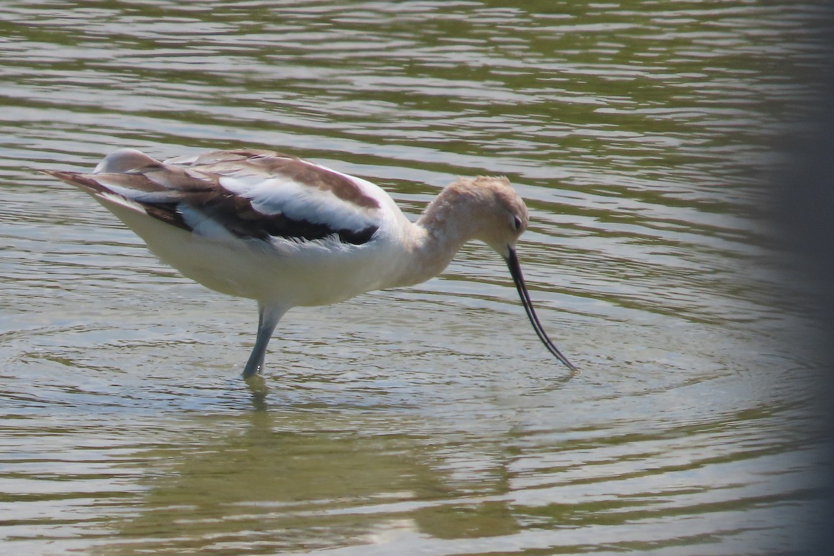 Avoceta Americana - ML619084376