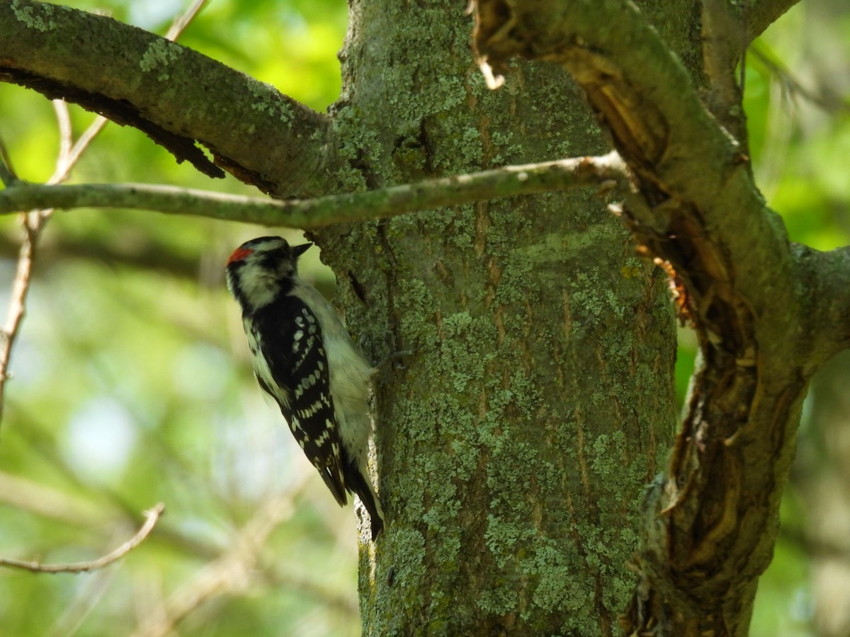 Downy Woodpecker - hailey everhart